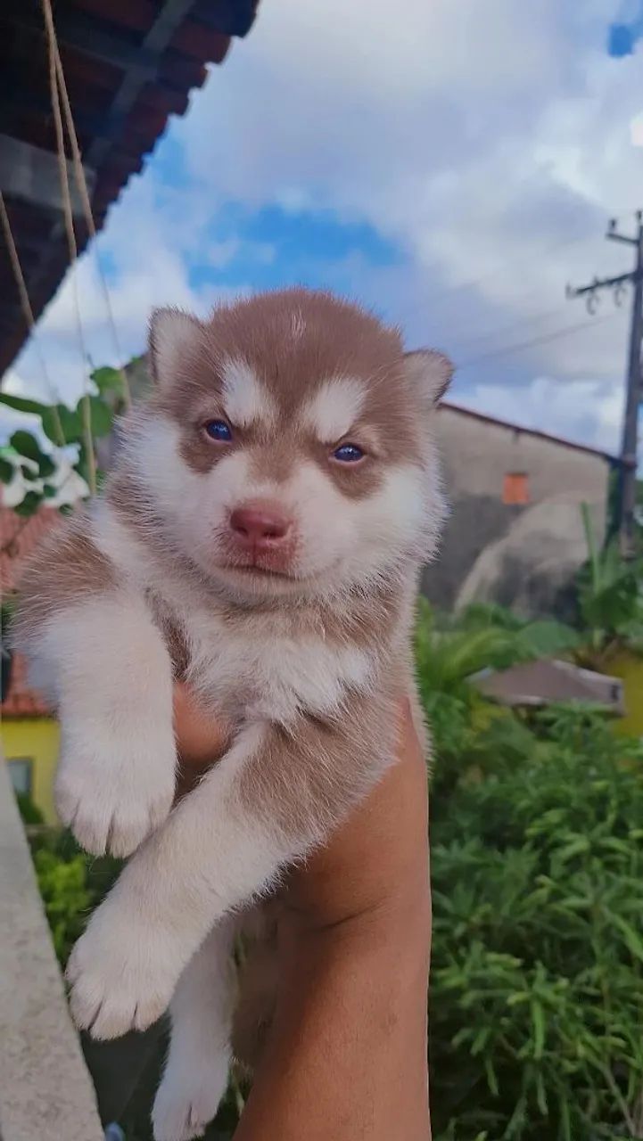 Husky siberiano macho - Foto 3