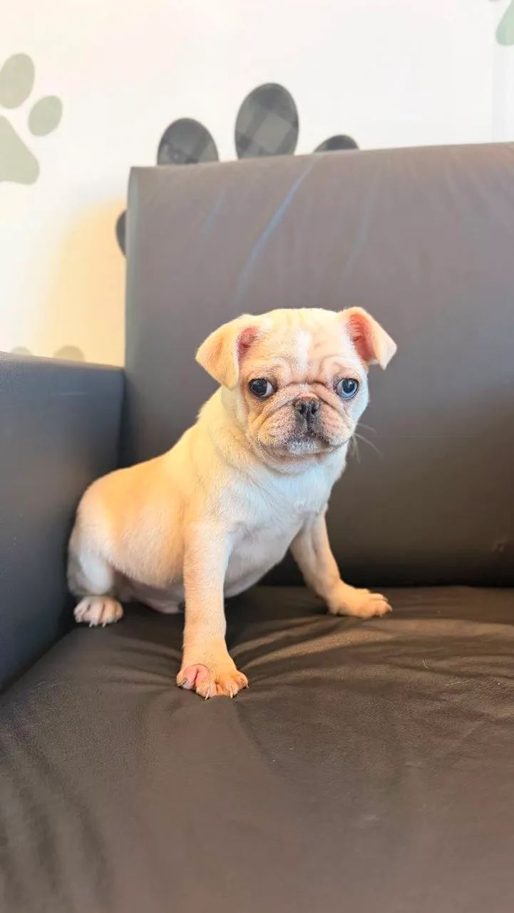 PUG MACHO BRANCO 