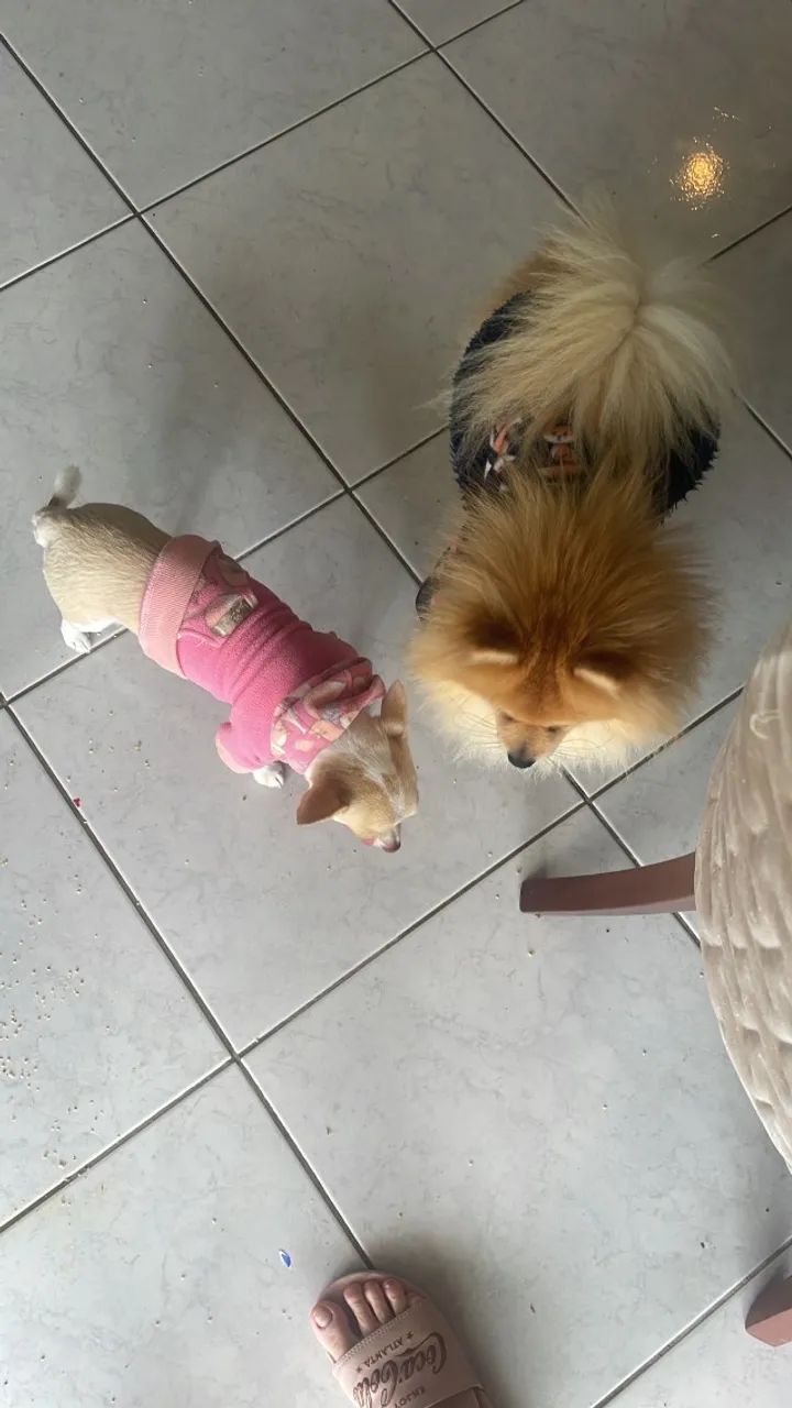 Lulu da pomerania