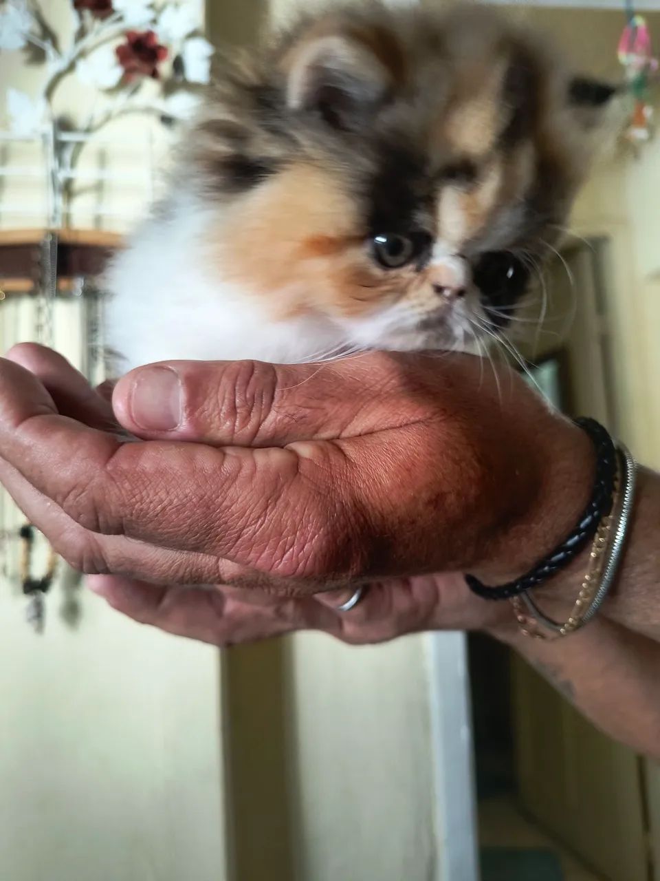 Gato persa - Foto 3