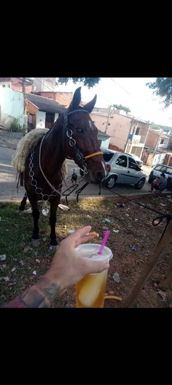 Vendo cavalo 
