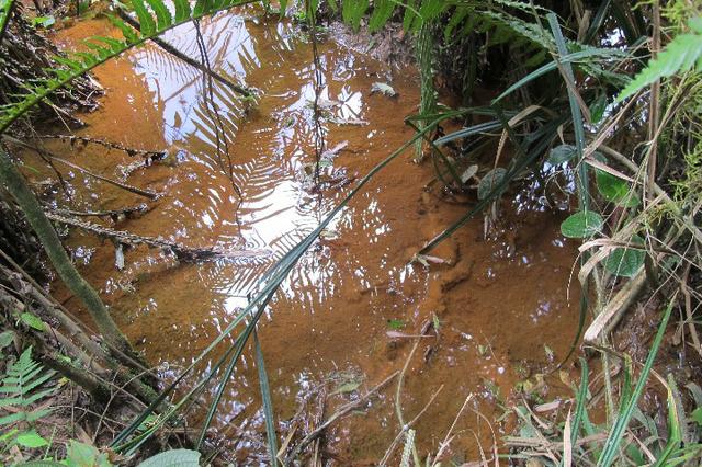 Área de planta 6 alqueires com água - Foto 5