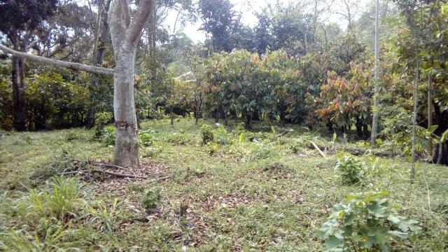 Terreno Rodovia Itabuna- Ilhéus - Foto 3