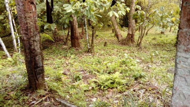 Terreno Rodovia Itabuna- Ilhéus - Foto 9