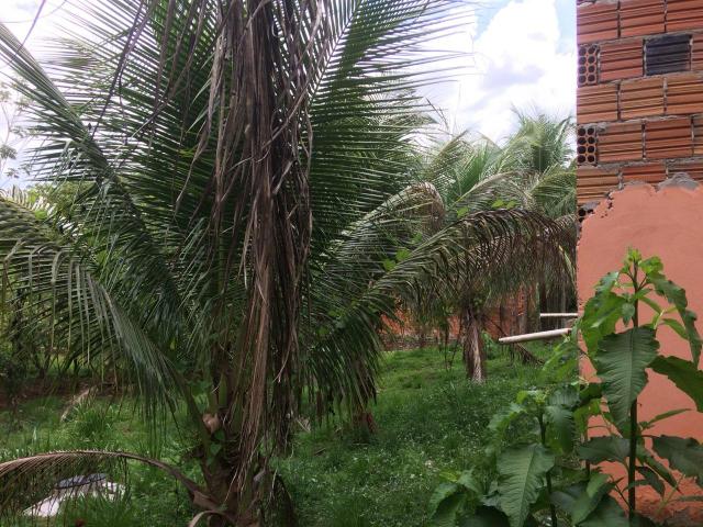 Vende-se chácara no bairro Floresta - Foto 7