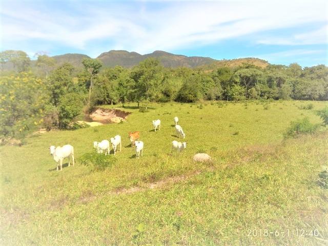 Fazenda com 25 alqueires com casa sede casa de caseiro Niquelândia goiás - Foto 18