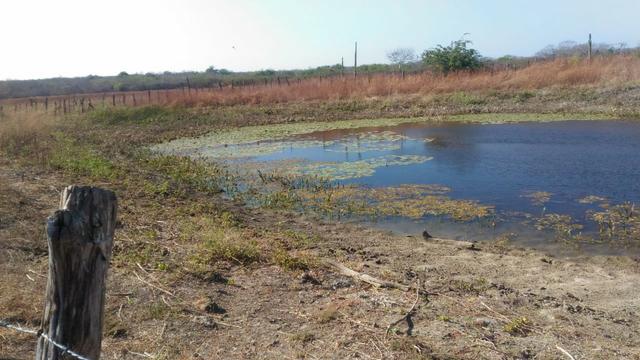 Fazenda de 7.000ha em Pilão Arcado - BA - Foto 9
