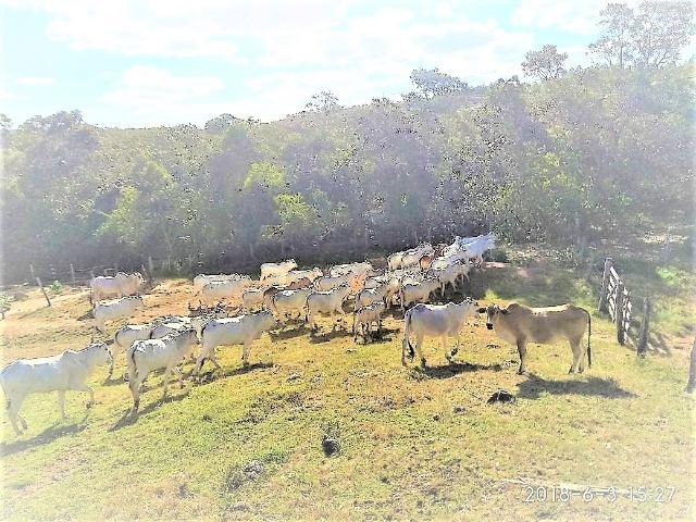 Fazenda com 25 alqueires com casa sede casa de caseiro Niquelândia goiás - Foto 8