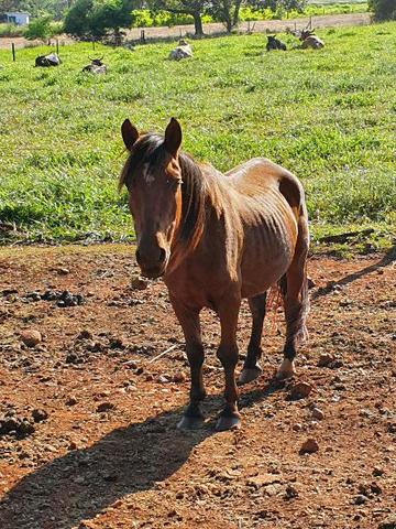 Cavalo Mangalarga - Foto 2