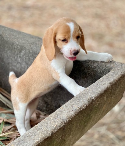 Bbs lindíssimos  de beagle mini  - Foto 3