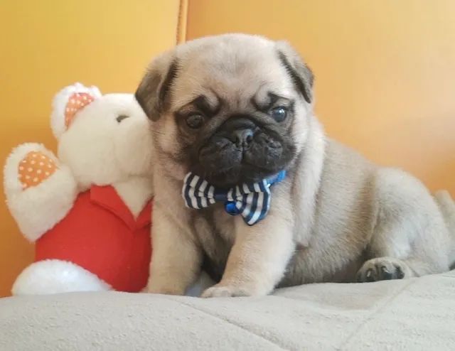 Teddy bear pugs for hot sale sale