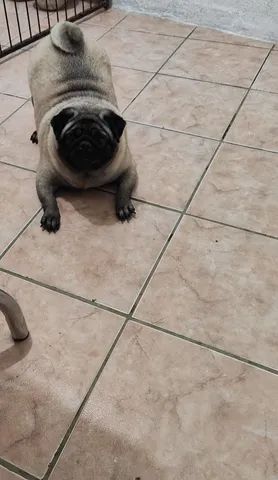 Pug - Foto 3