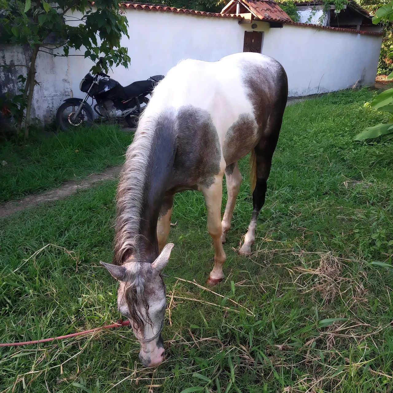 Potro Mangalarga Marchador - Foto 3