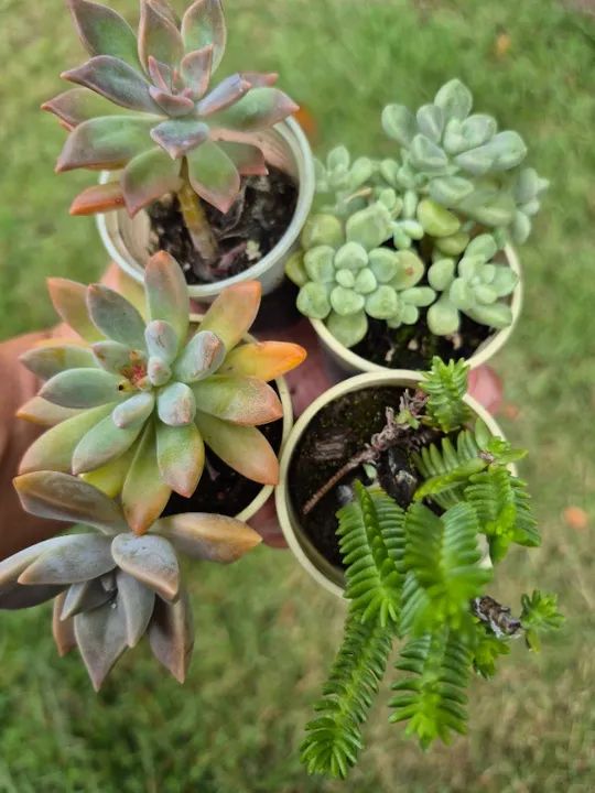 Mudas de suculentas  - Foto 2