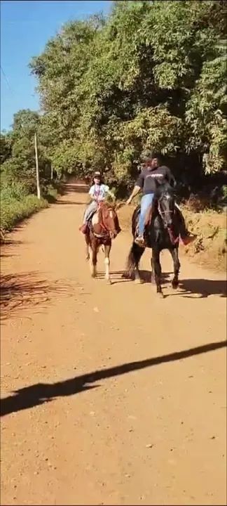 Cavalo piquira - Foto 4