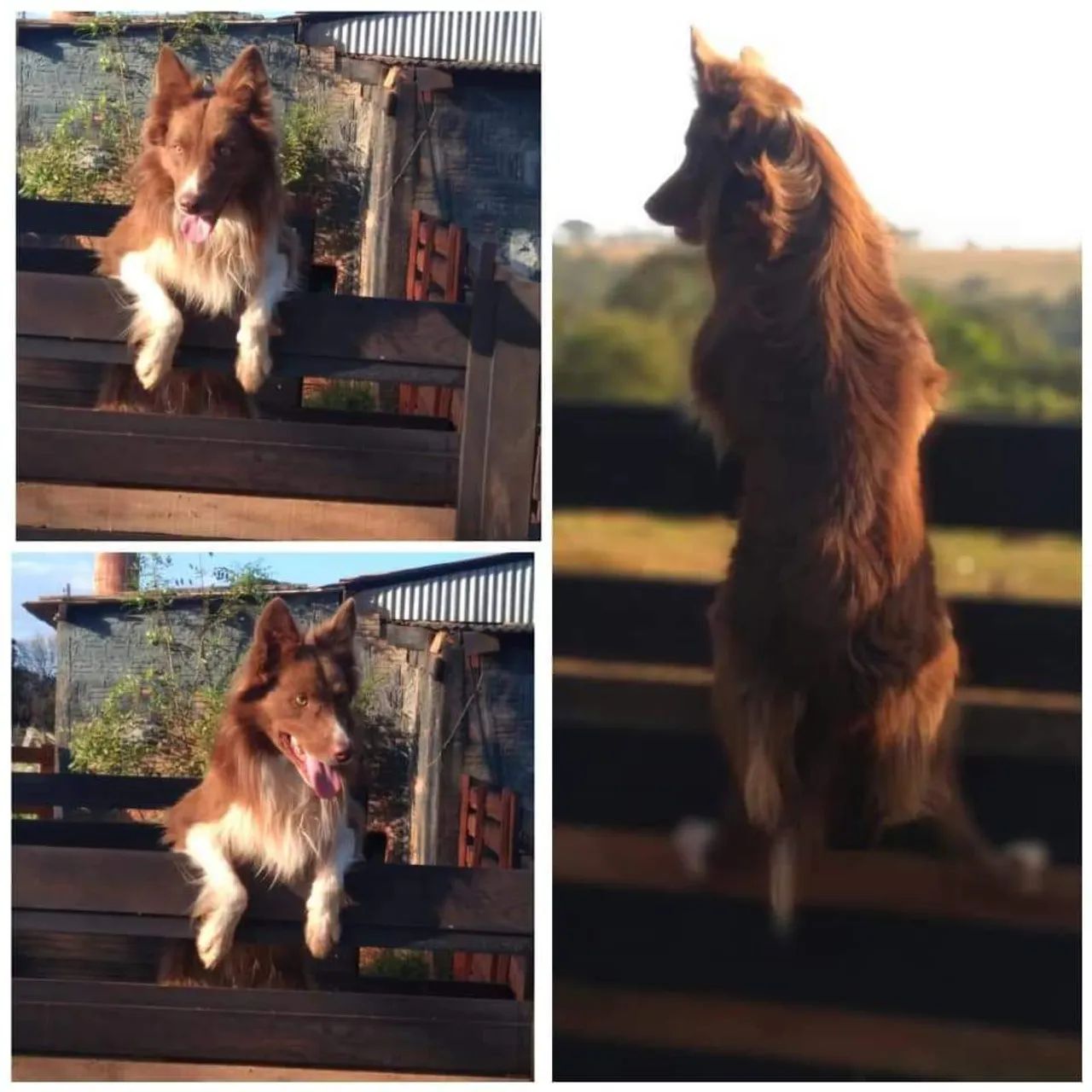 Border collie (atendemos com horário marcado)