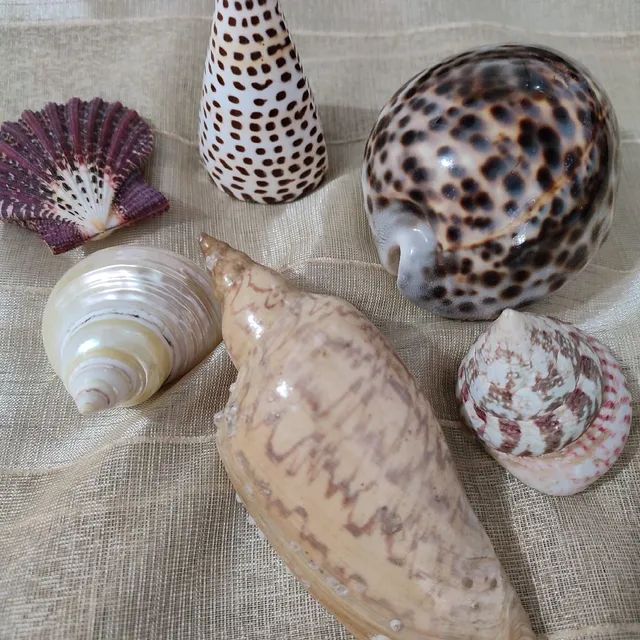 Conjunto de conchas 
