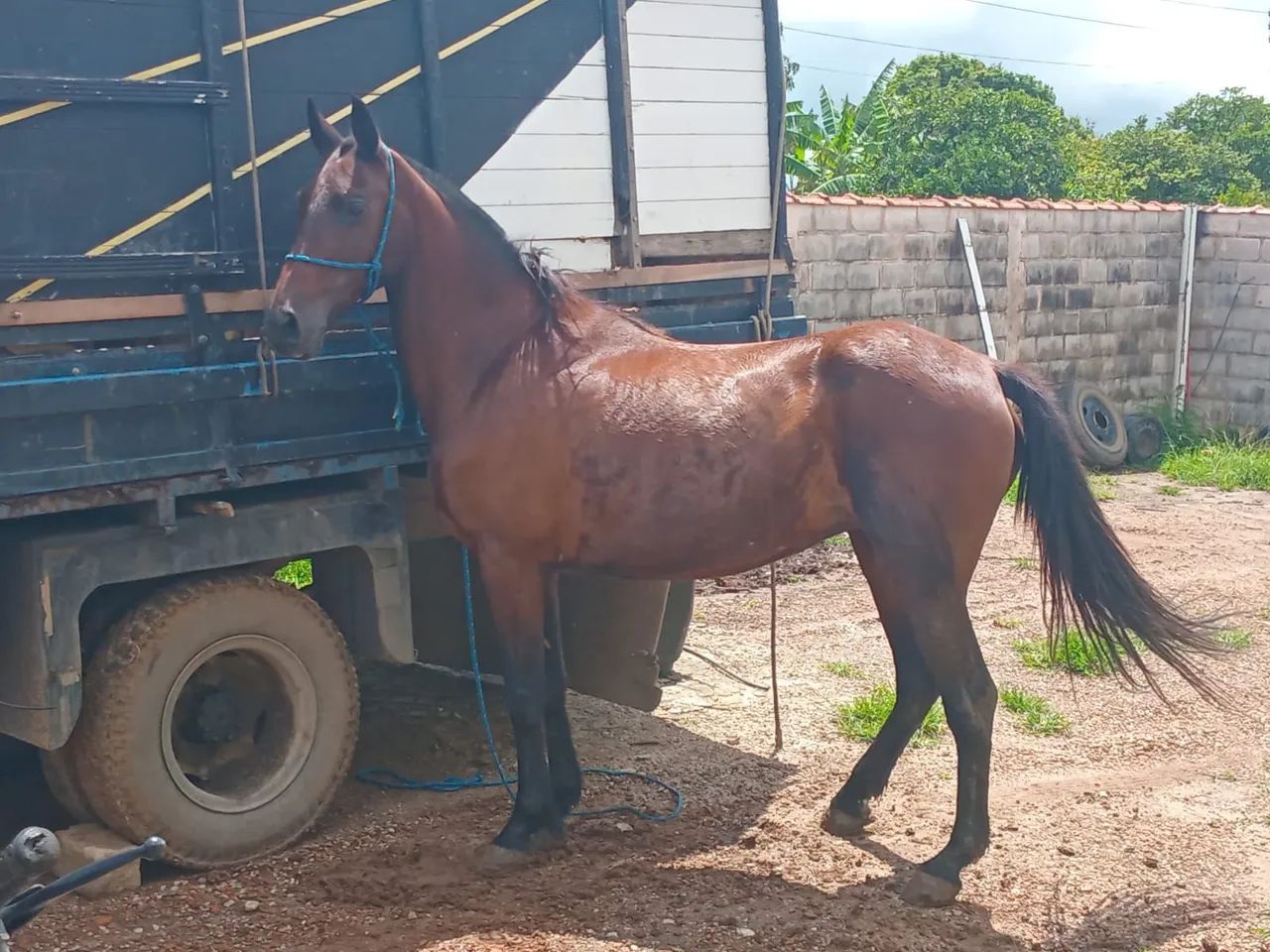 Égua mestiça Argentina 