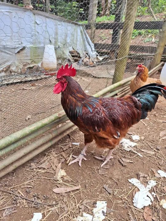 Caipiras : Frangos  Limpos - Ovos - Galos e Pintinhos  - Foto 5