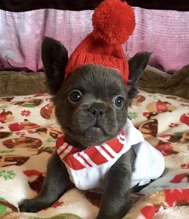 Bulldog Francês Natal Divertido 