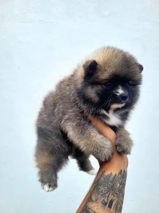 Sptiz Alemão Macho - lulu da pomerânia - pedigree CBKC - 10x sem juros - Foto 2