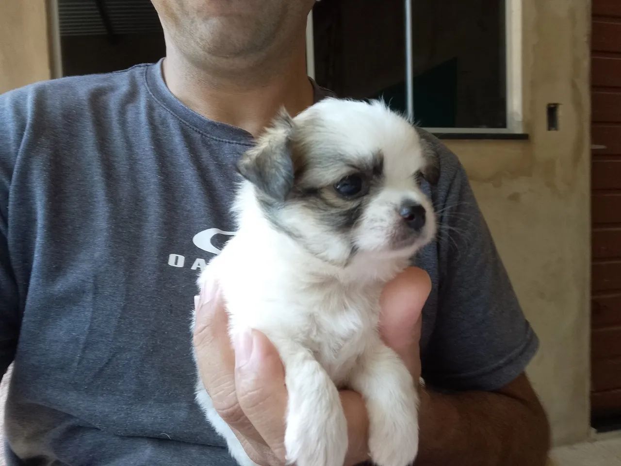 Vendo filhotes da raça Chihuahua - Foto 4