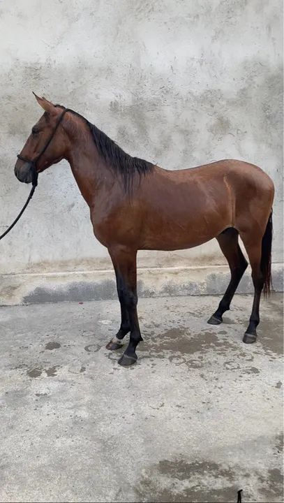 Mangalarga marchador  - Foto 2