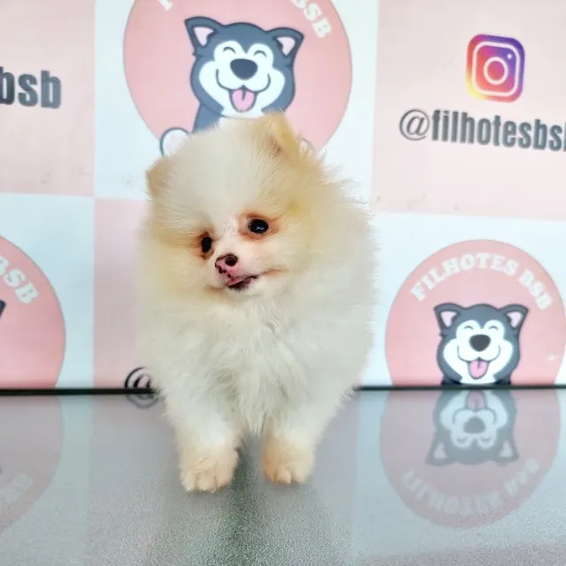 Spitz Alemão - Pedigree CBKC - 10x sem juros - com Garantia