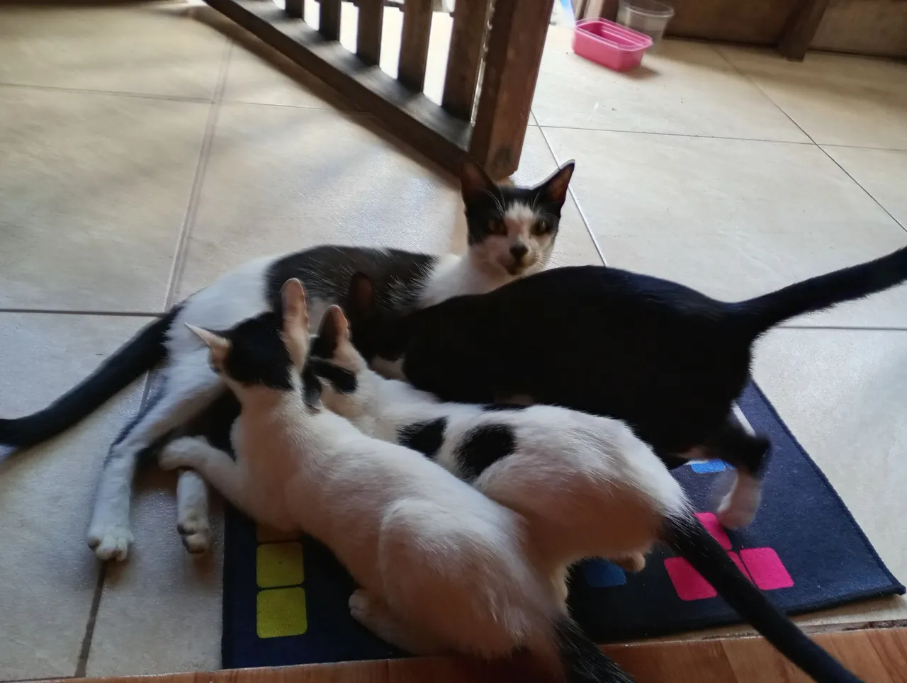 3 gatinhas 