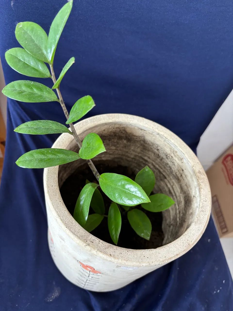 Zamioculca em vaso pintado - Foto 2