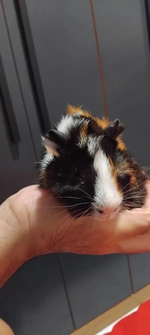 Porquinhos da Índia 63824582042243123