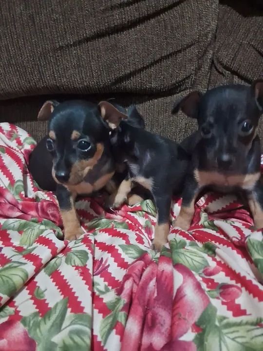 Vende-se pinscher - Foto 2
