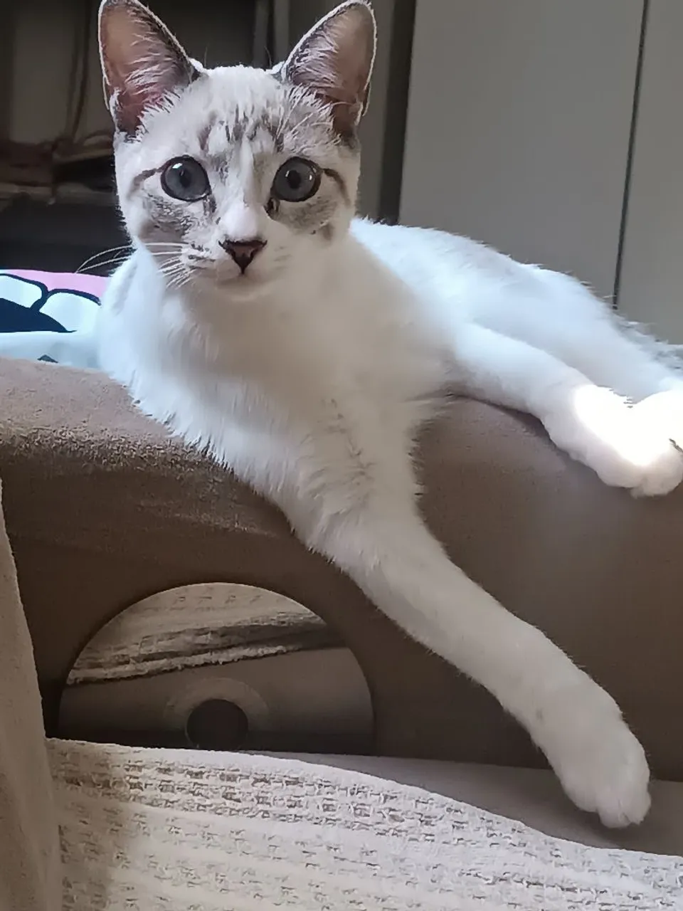Gatinho branco para adoção