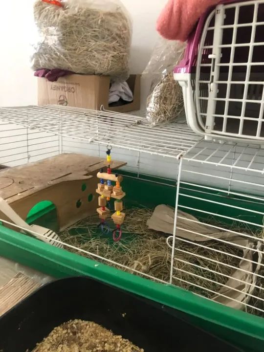 Gaiola para roedores