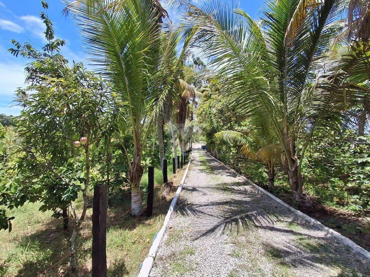 Sítio Para Venda no Povoado Carlos Torres, Salgado, Sergipe - Foto 3