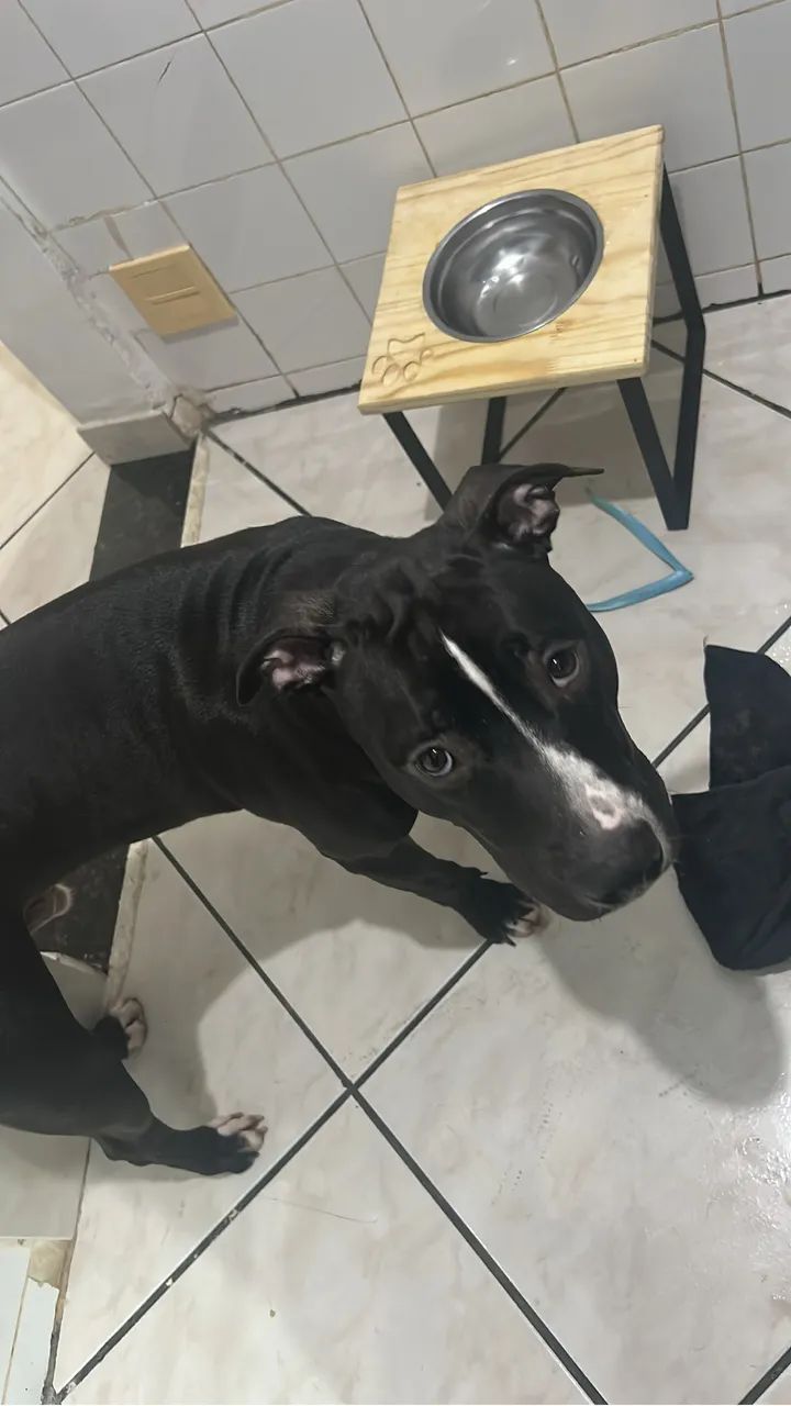 Pitbull Stafordshire  - Foto 4