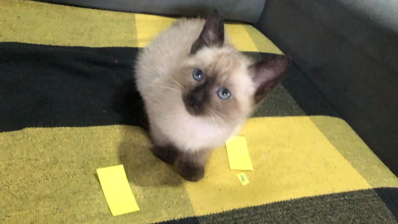 Cute Siamese64166870590850120