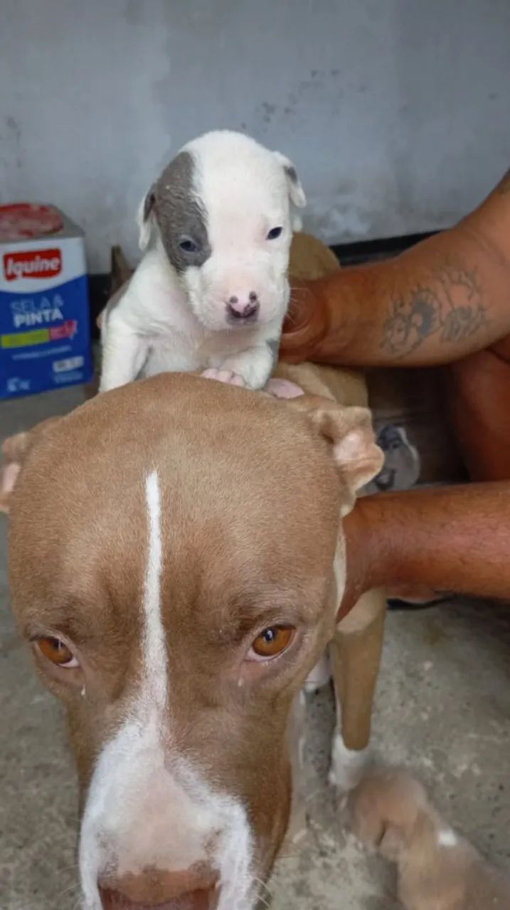 Filhotes de Pitbull p vender  - Foto 4