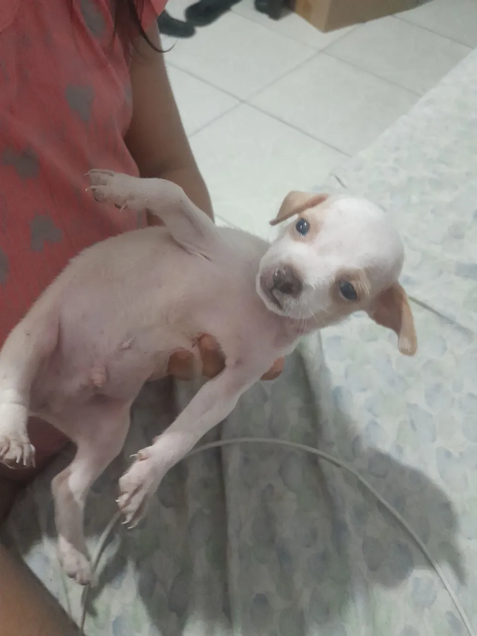 Filhote de Pinscher 