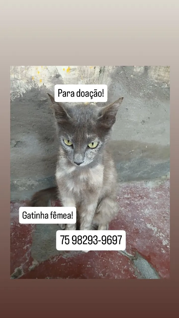 Gatinha fêmea para doação!