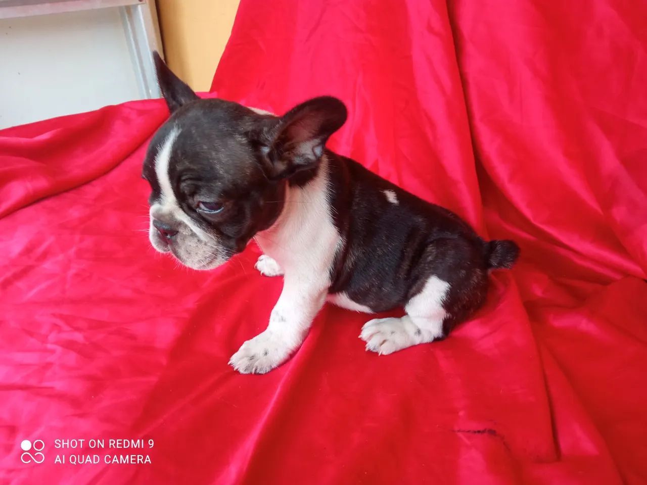  Bulldog Francês FÊMEAS  - Foto 2