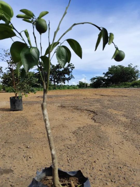 Muda de Laranja pera rio enxertada - Foto 2