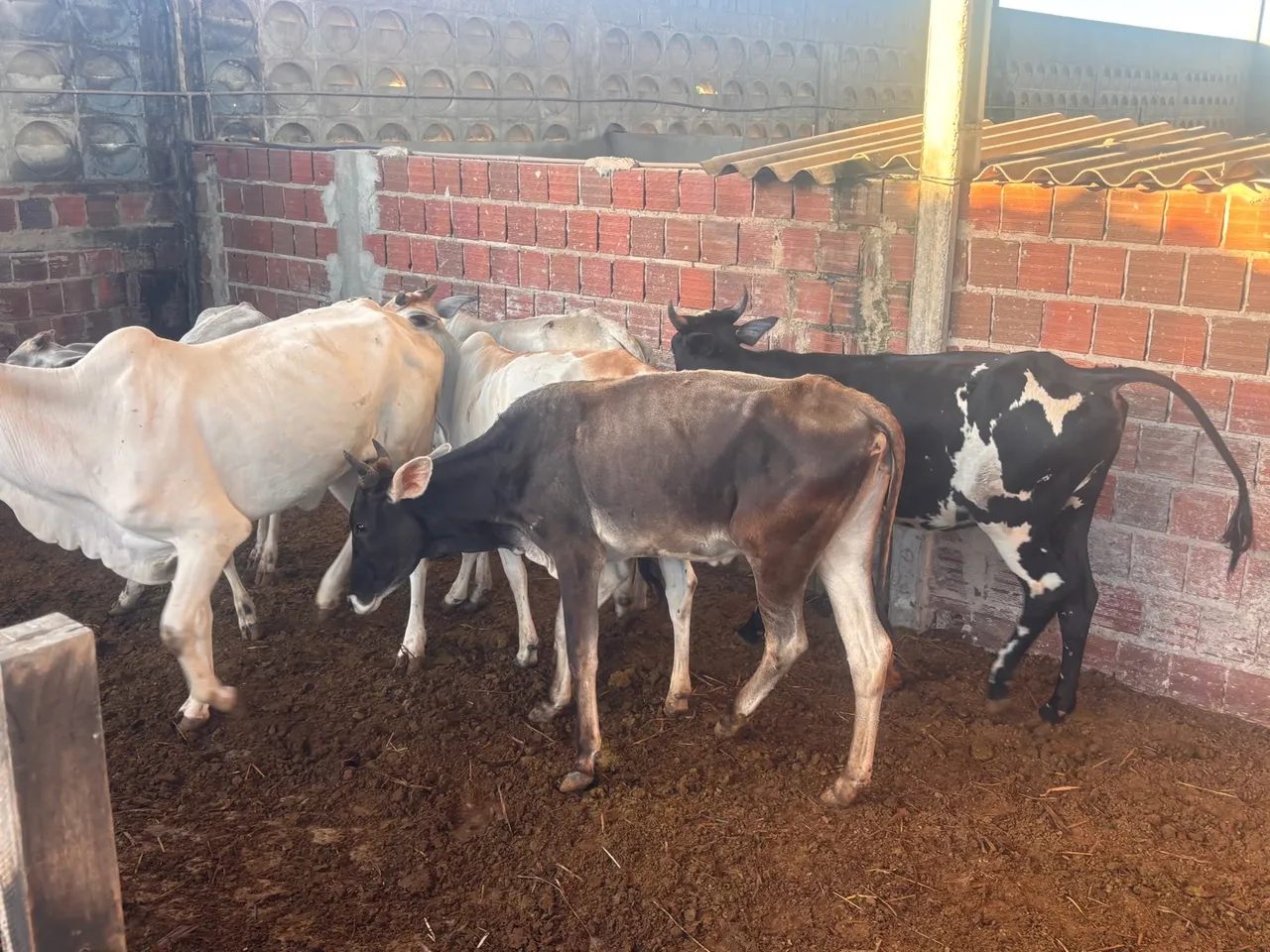 Lote com 7 novilhas