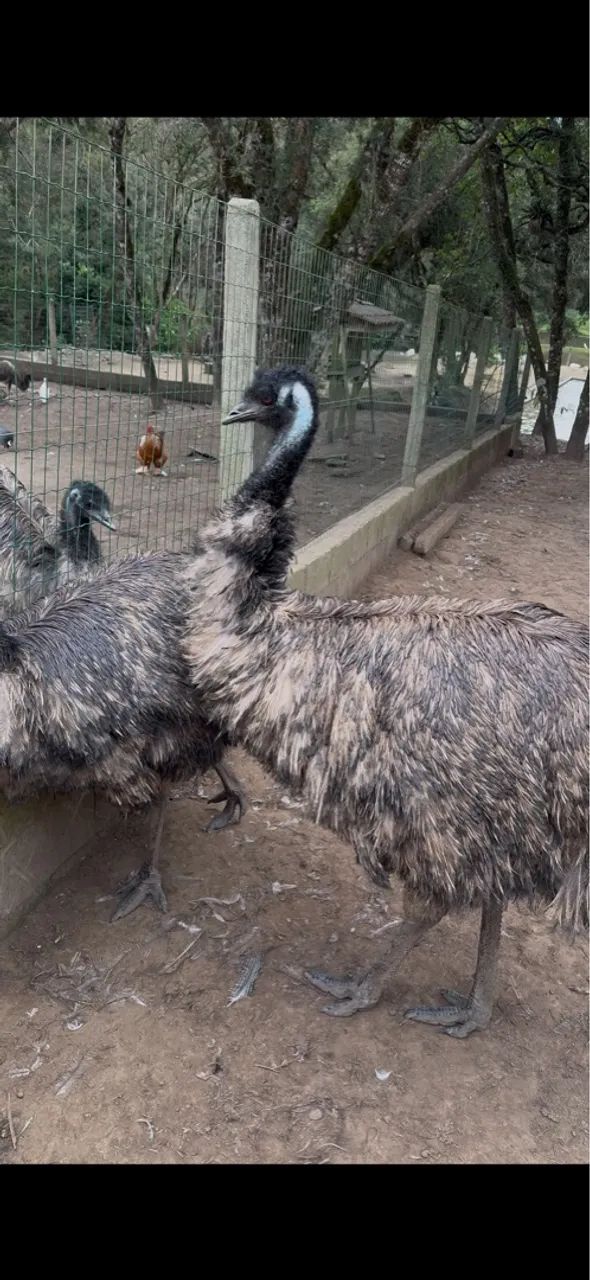 Emus para venda - Foto 4