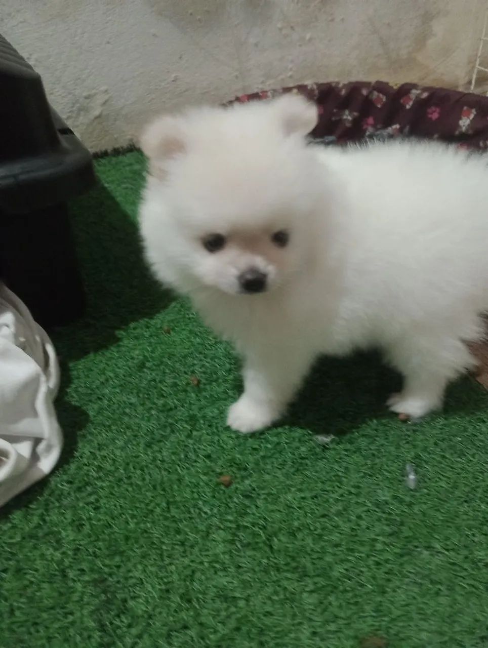 Splitz ALEMÃO anã fêmea filhote  - Foto 3