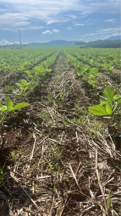 Fazenda 96 alqueires (464 hectares) - Foto 4