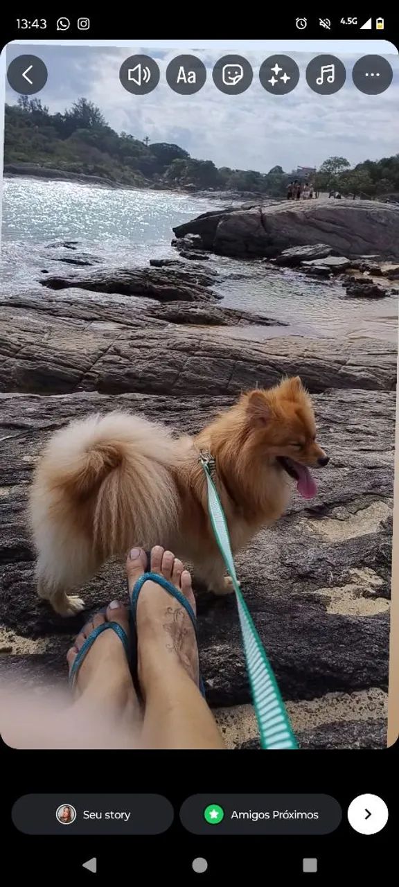 Spitz alemão fêmea com 1 ano e 9 meses 