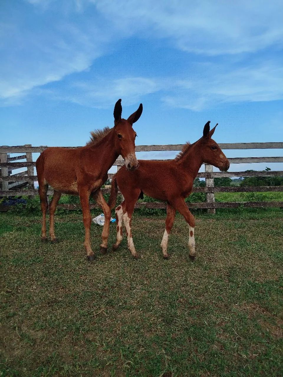 Burro calçado disponível  - Foto 3