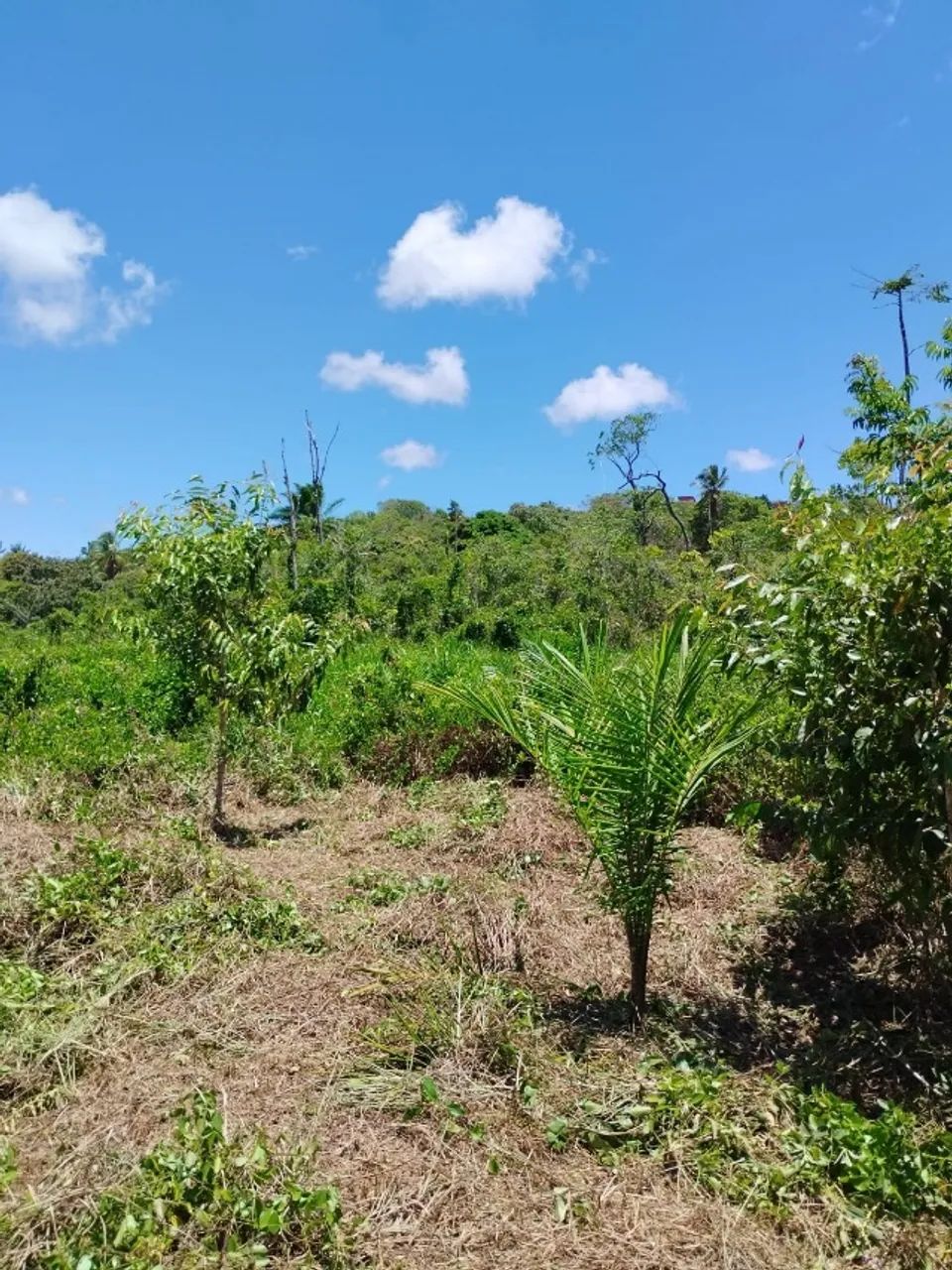 Vendo - Lote - Murado - Barra de Pojuca - Foto 7