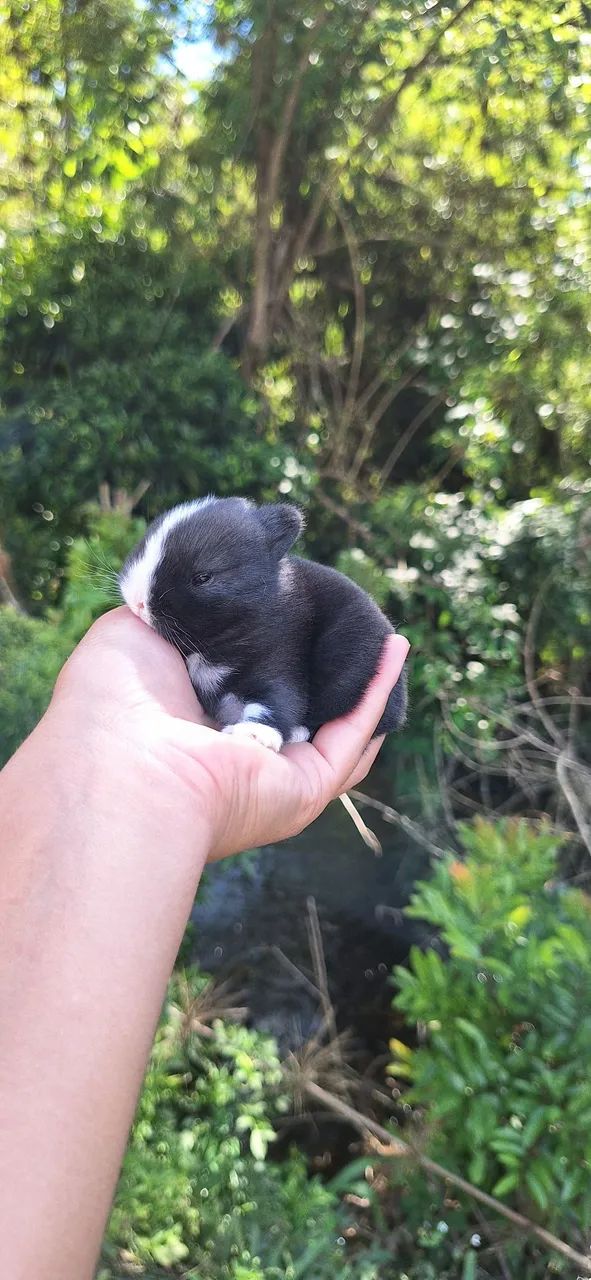 Mini Netherland Dwarf Rabbit64650777870467124